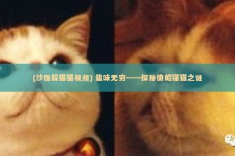 (沙雕躲猫猫视频) 趣味无穷——探秘傻帽猫猫之谜