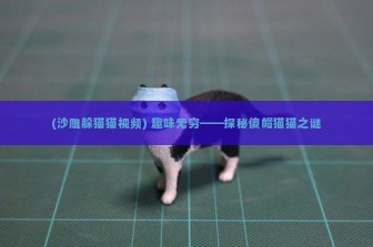 (沙雕躲猫猫视频) 趣味无穷——探秘傻帽猫猫之谜